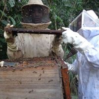 Projeto de pesquisa visa relacionar abelhas com o aumento da produtividade da soja