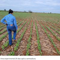 Pesquisa em Manejo de Solo no IFMT: Caminhos para a Sustentabilidade e Formação de Novos Agrônomos